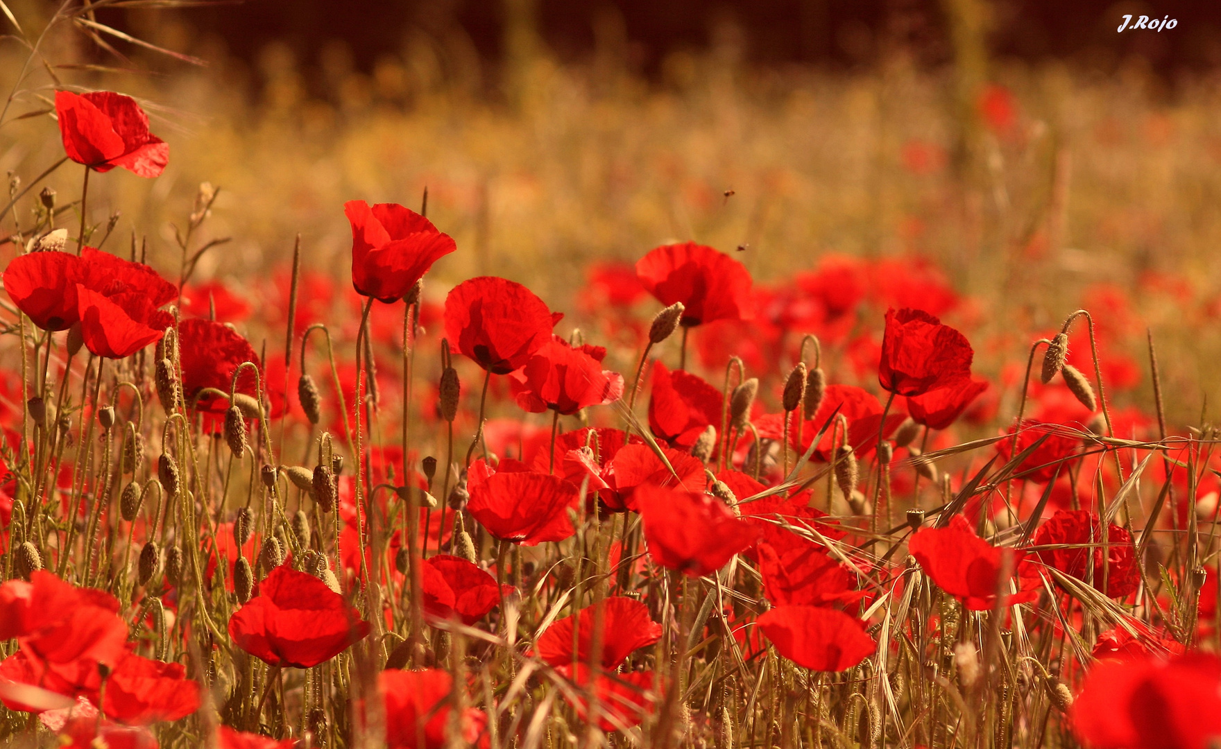 Amapolas