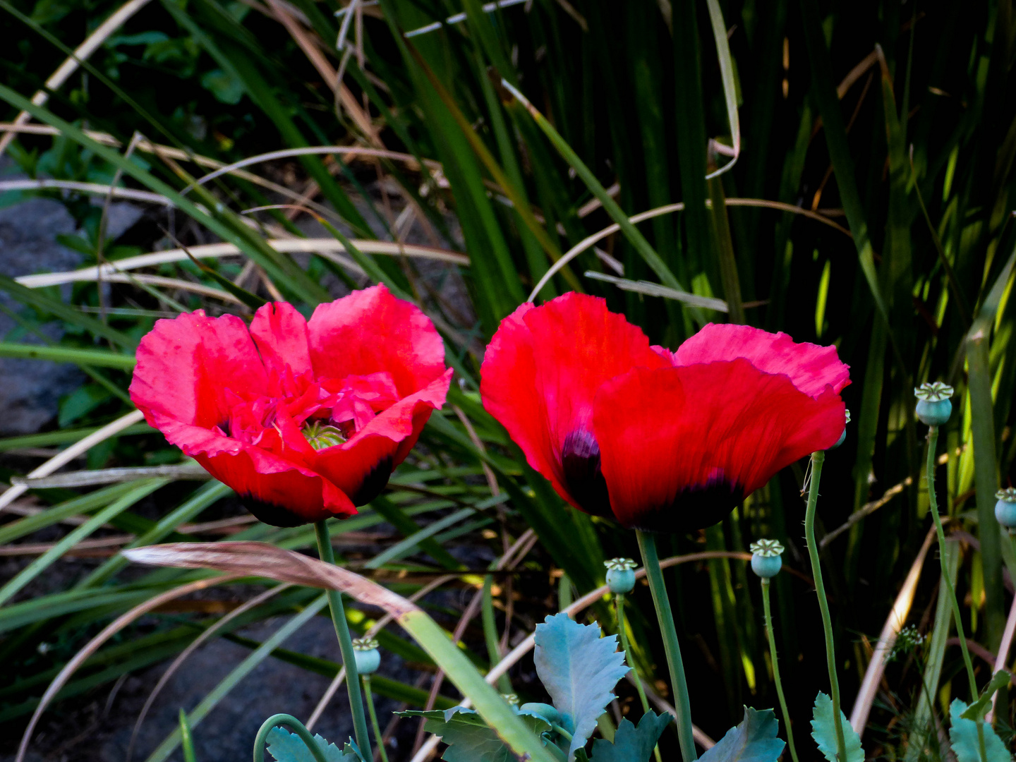 Amapolas