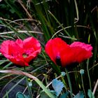 Amapolas