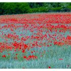 AMAPOLAS