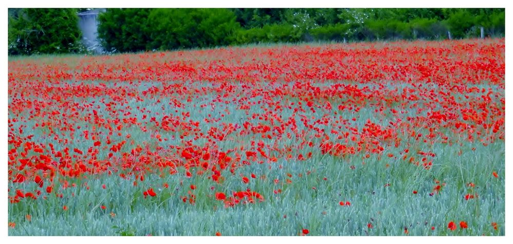 AMAPOLAS