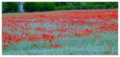 AMAPOLAS