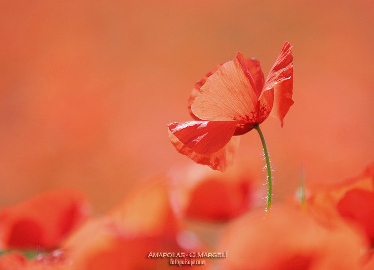 Amapolas