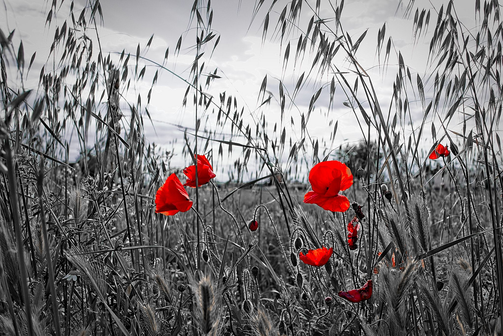 Amapolas