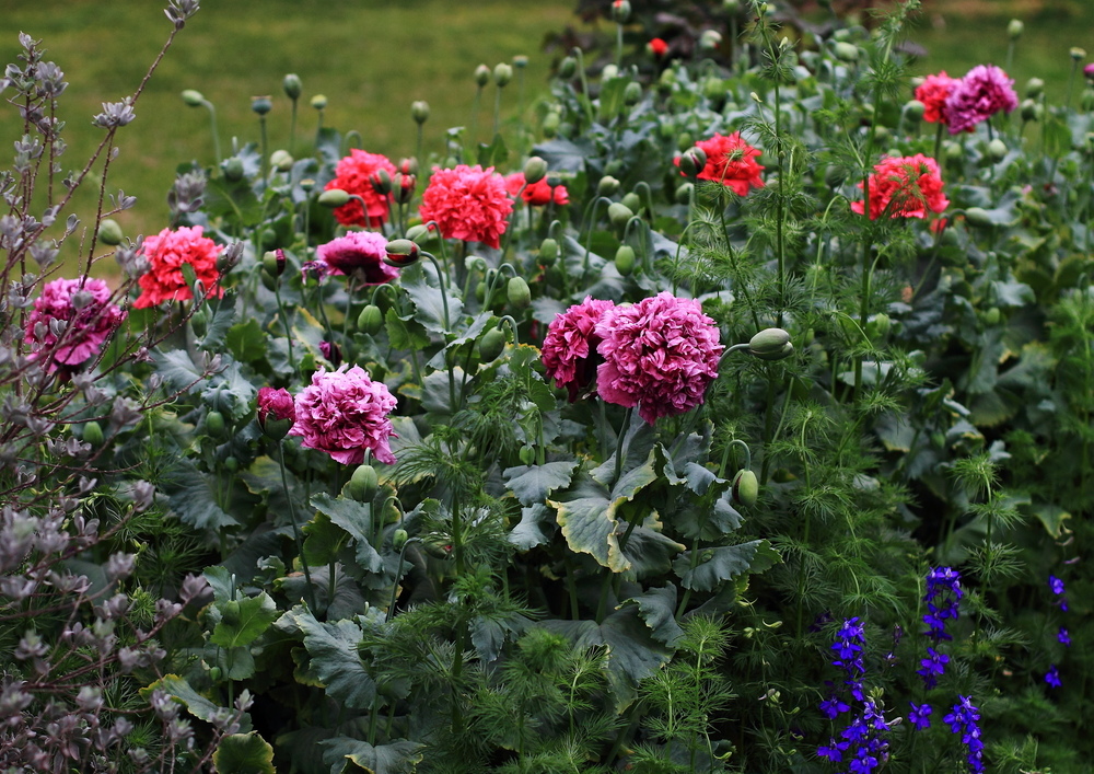 Amapolas