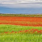 Amapolas