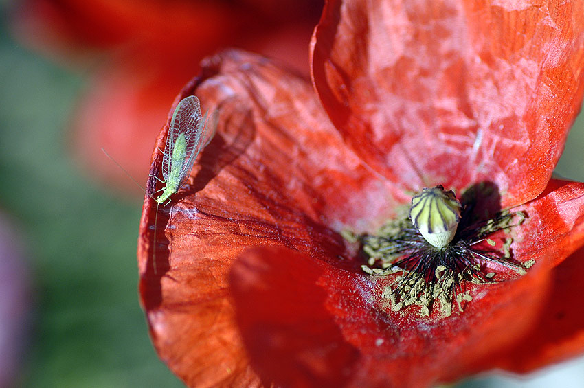 amapolas