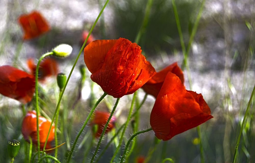 amapolas