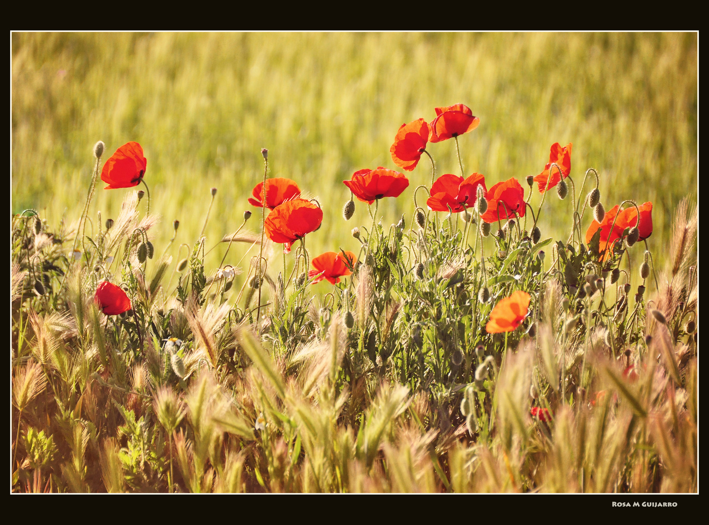 Amapolas