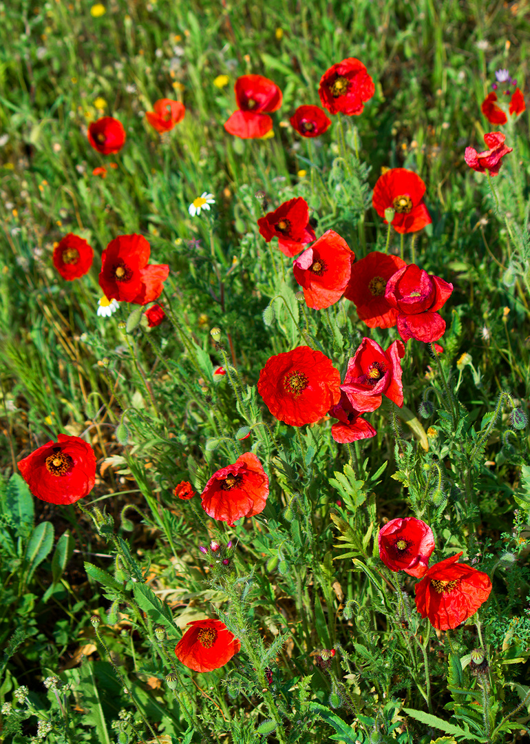 Amapolas