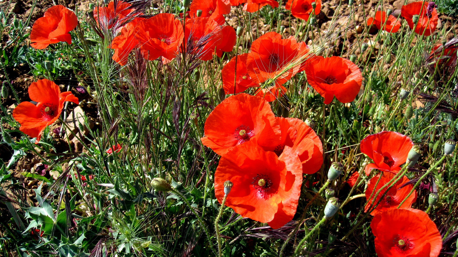 amapolas