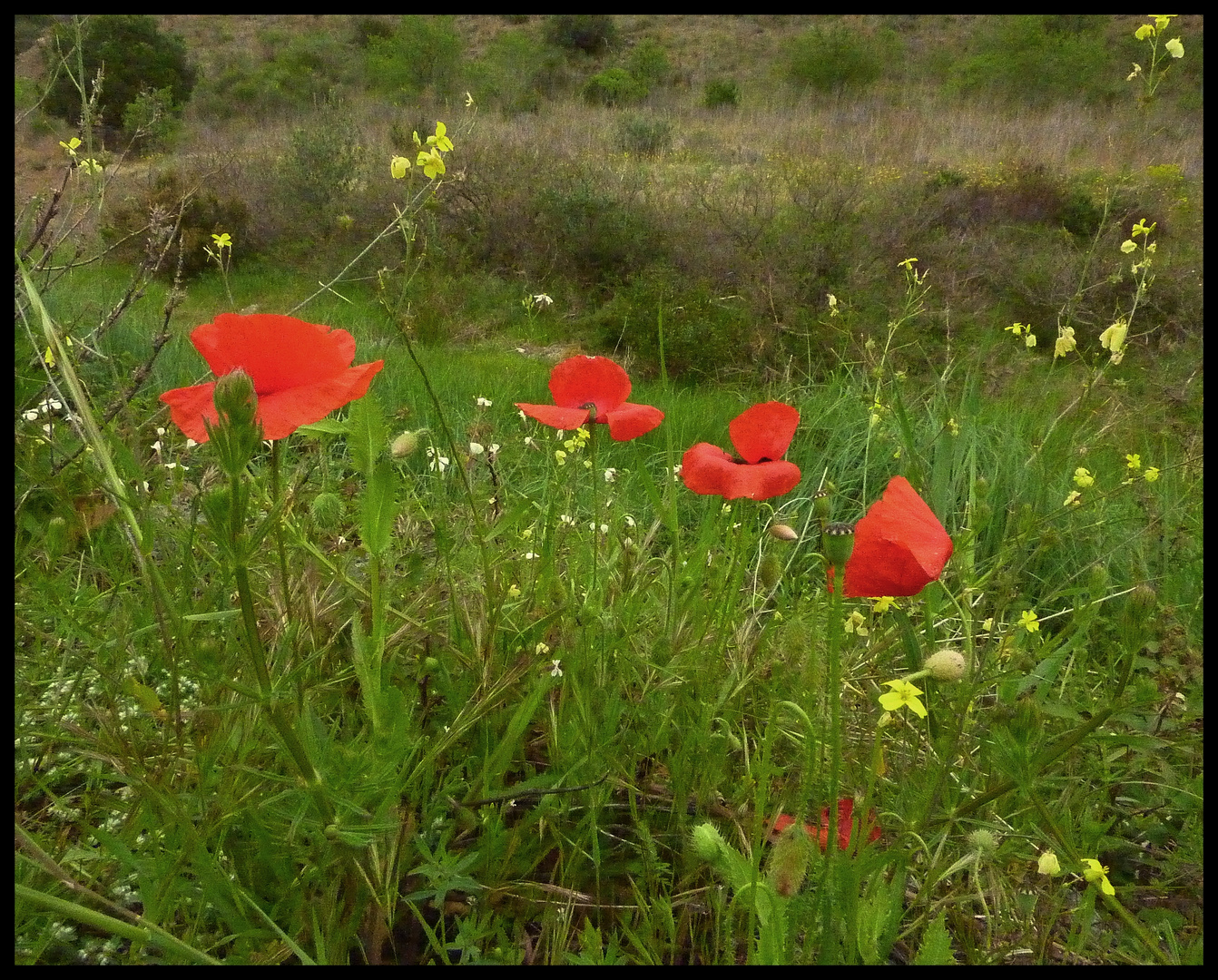 AMAPOLAS