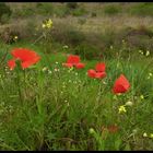 AMAPOLAS