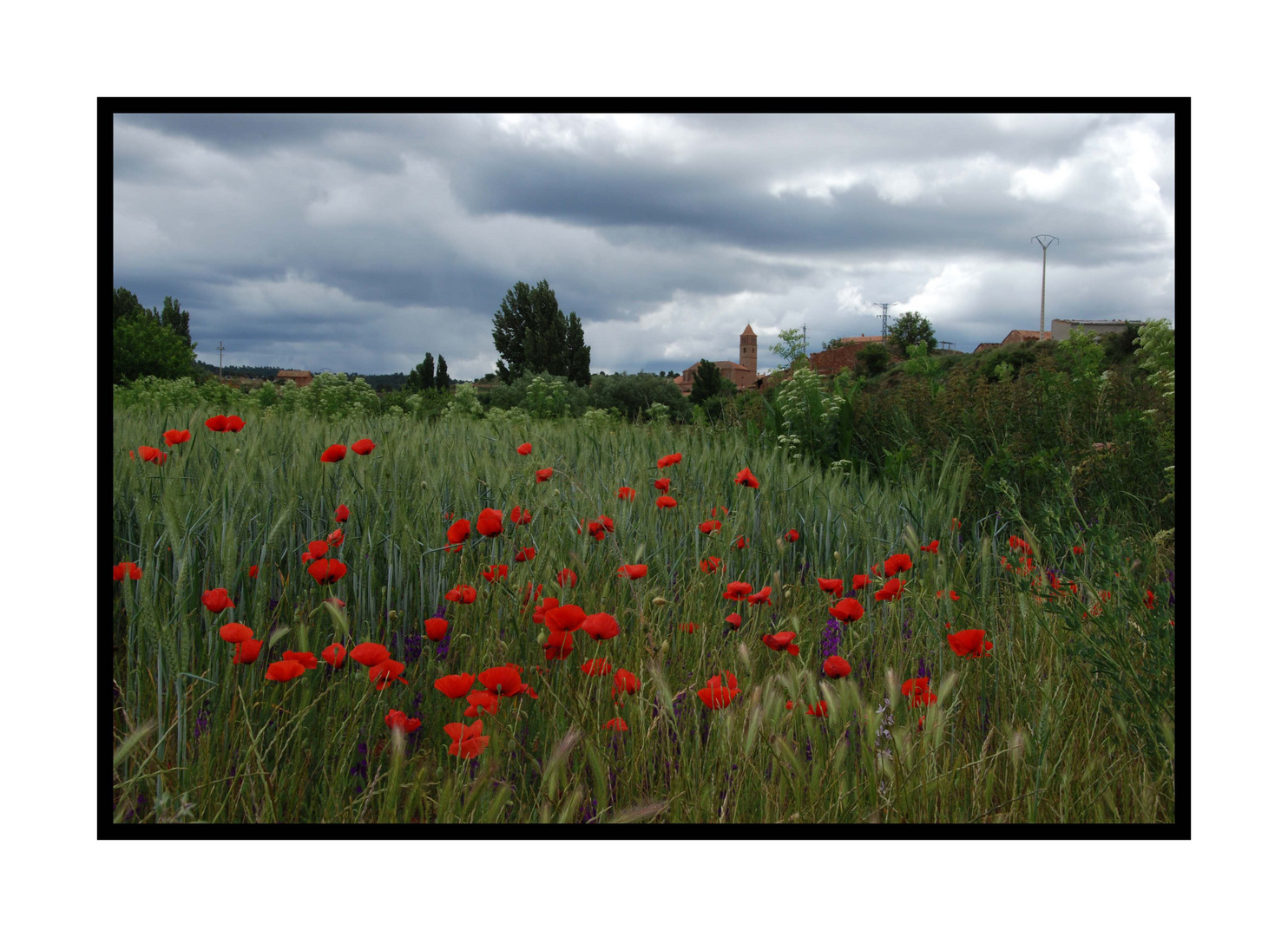 AMAPOLAS