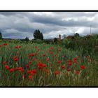 AMAPOLAS