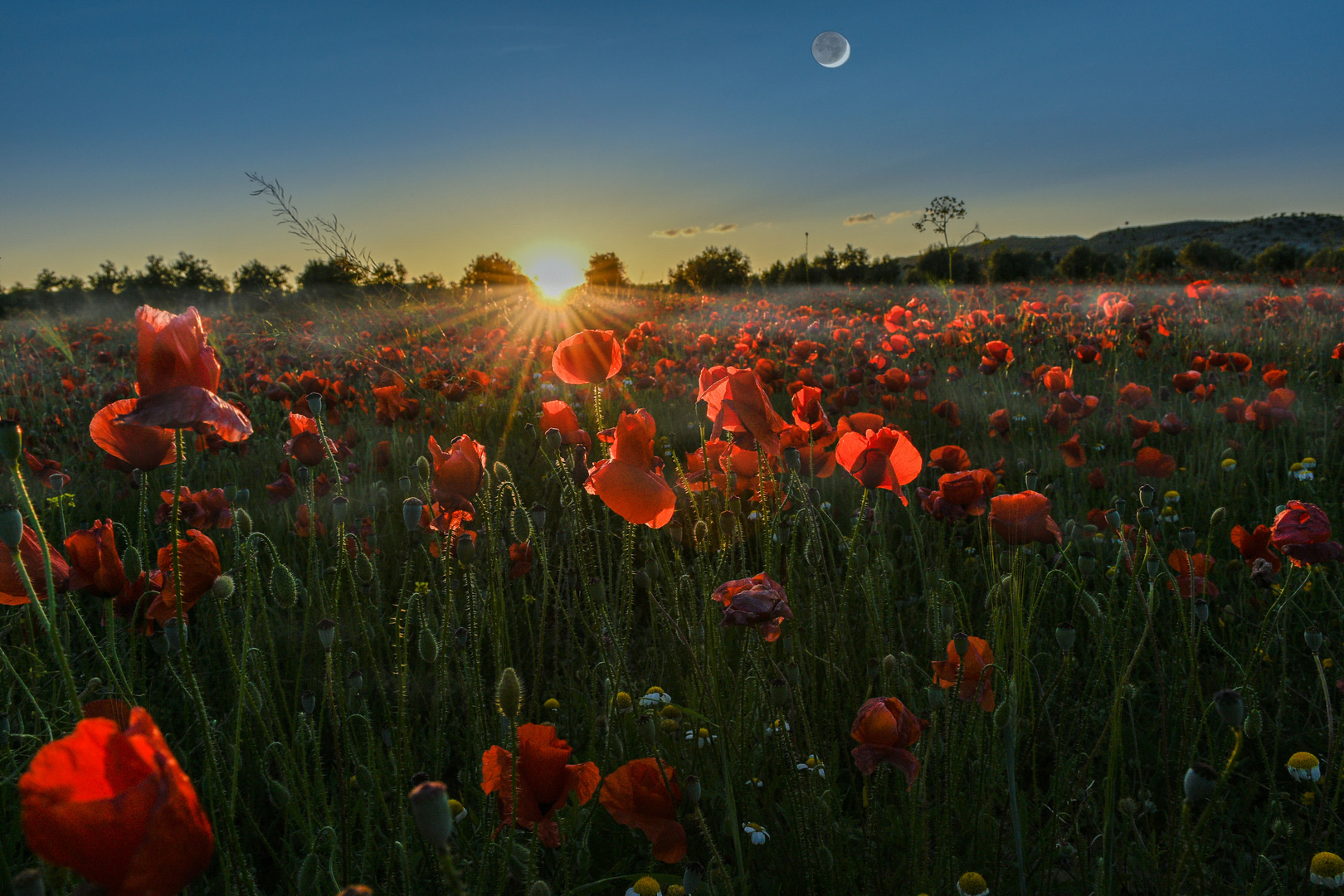 Amapolas 