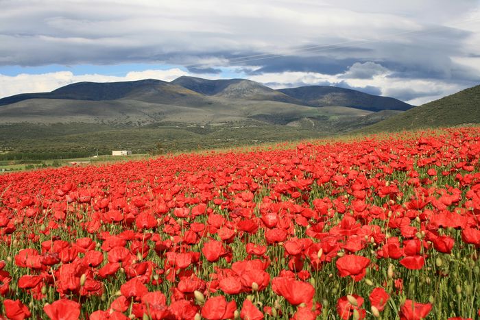 Amapolas.