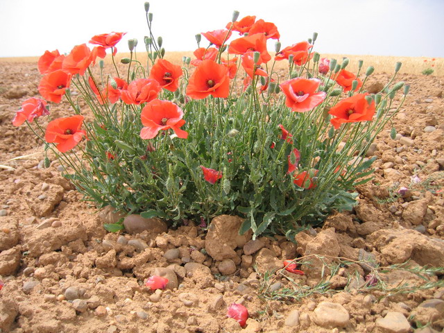 amapolas