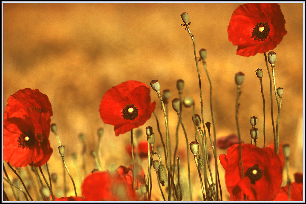 Amapolas