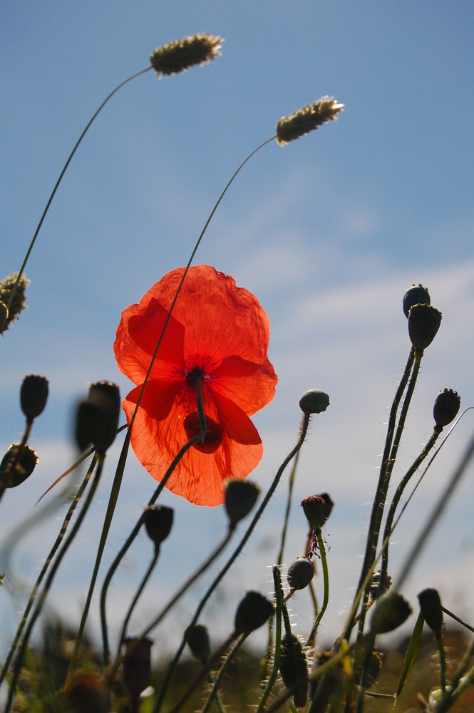 Amapolas