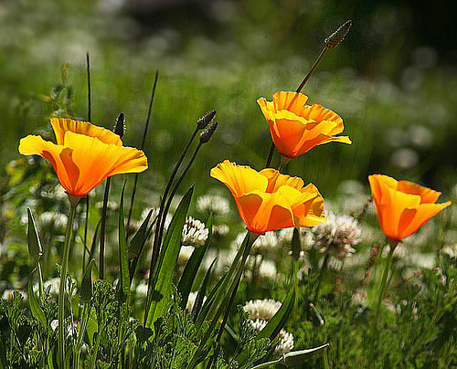 amapolas