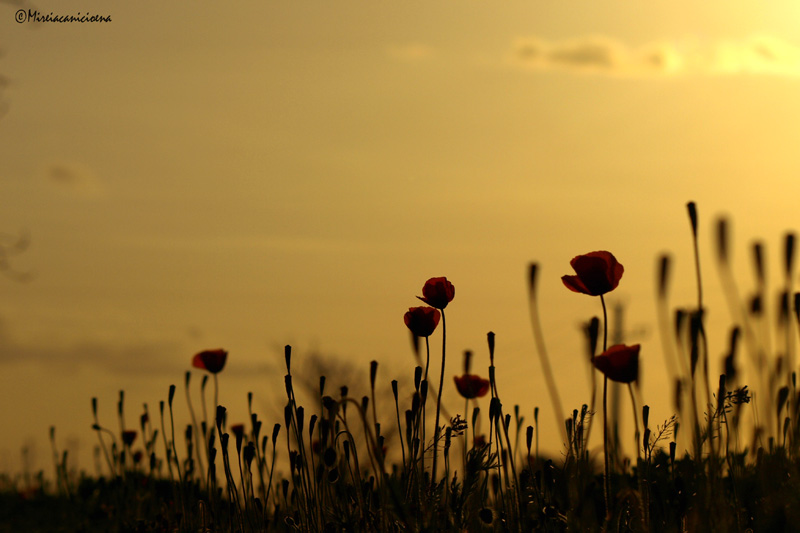 AMAPOLAS A CONTRALUZ