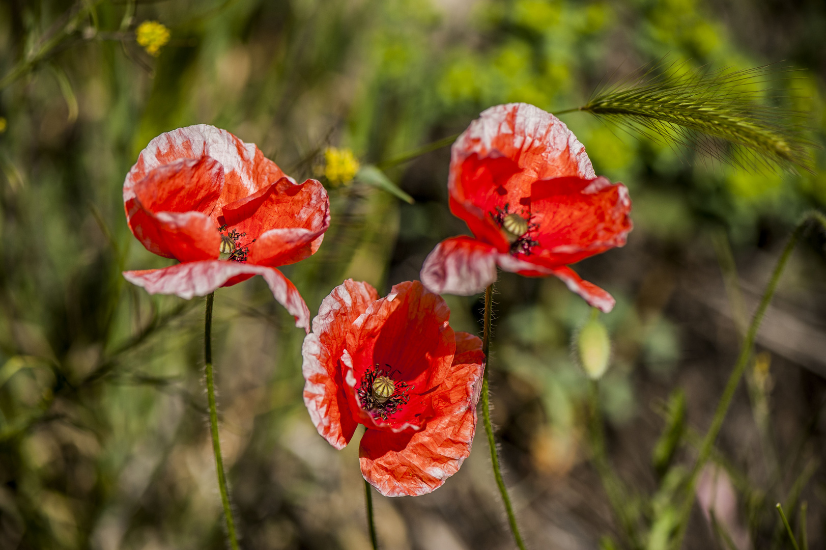 Amapolas