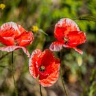 Amapolas