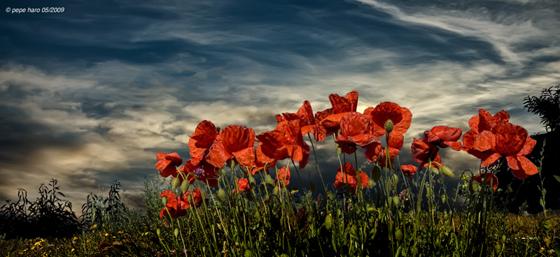 amapolas