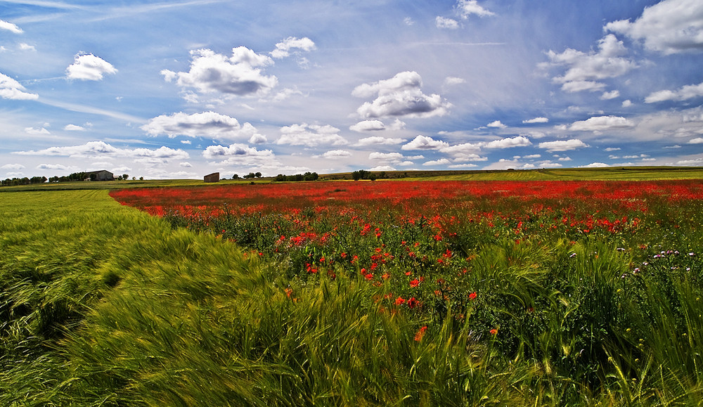 amapolas