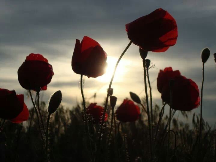 Amapolas al aire...