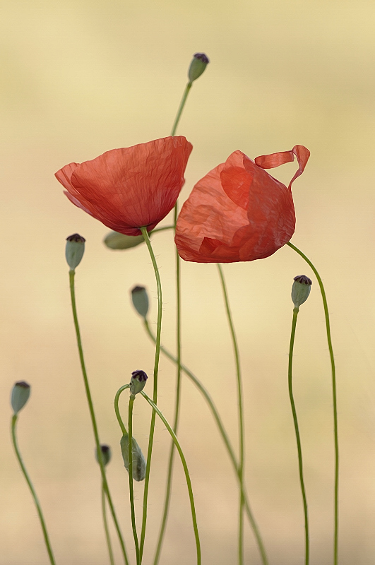 Amapolas al amanecer