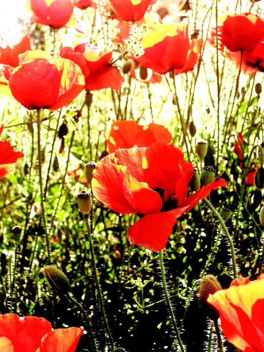 AMAPOLAS AL SOL