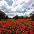 Amapolas