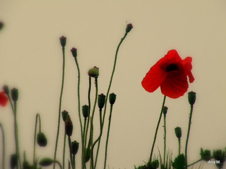 amapolas