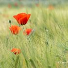 Amapolas