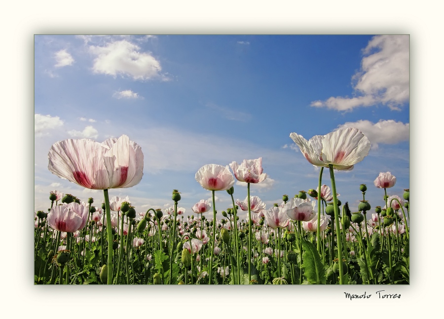 Amapolas Blancas (Iolanda Rodríguez)