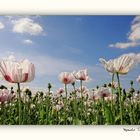 Amapolas Blancas (Iolanda Rodríguez)