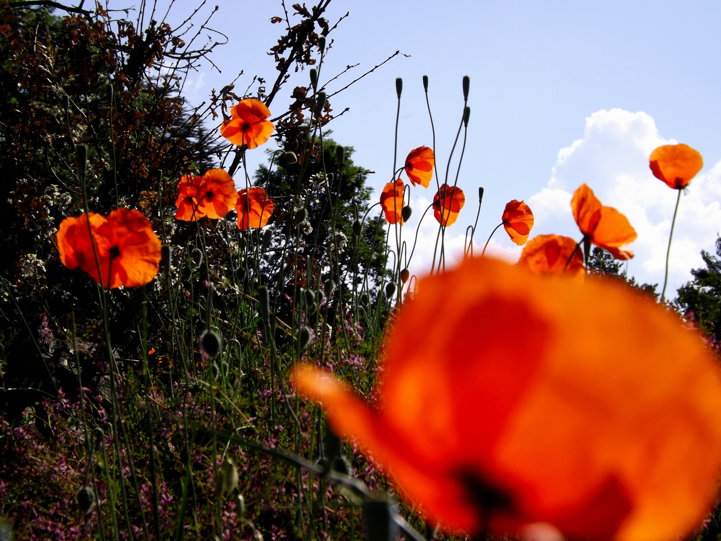 Amapolas