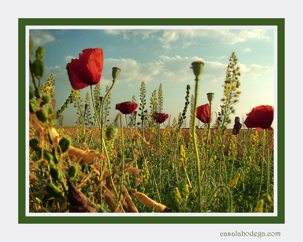 Amapolas