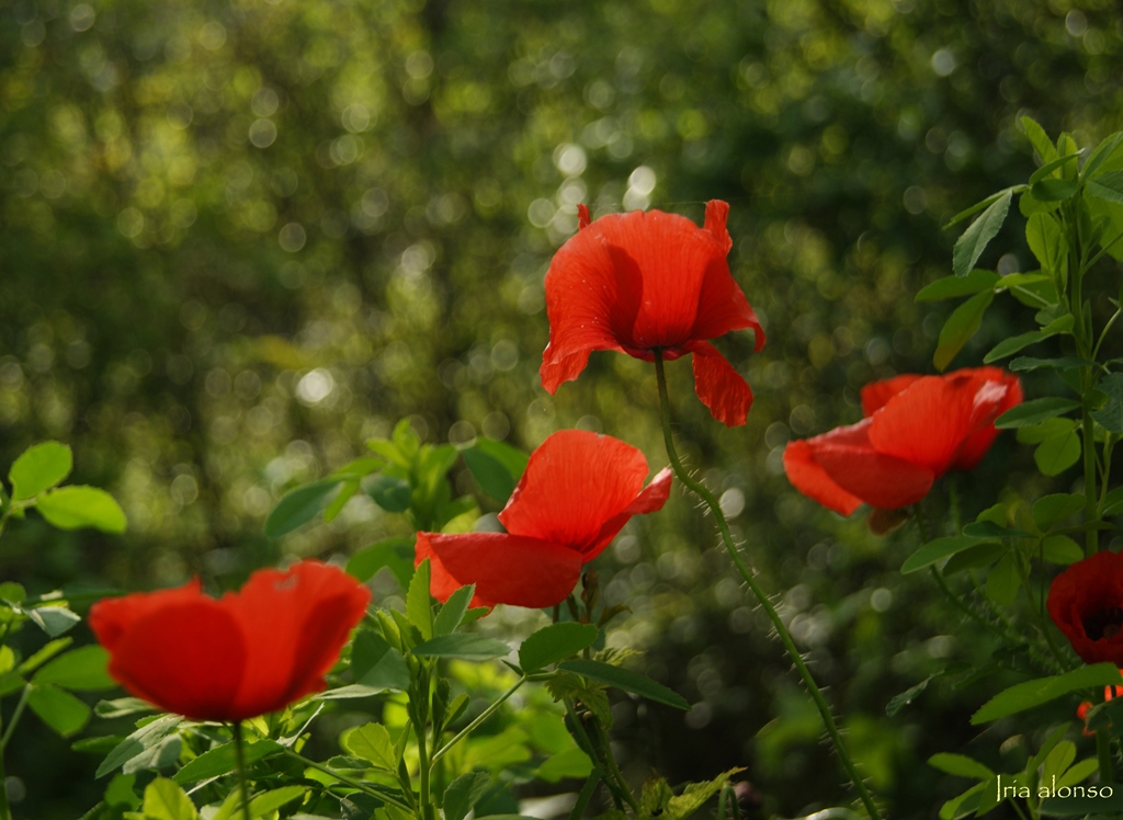 Amapolas