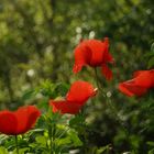 Amapolas