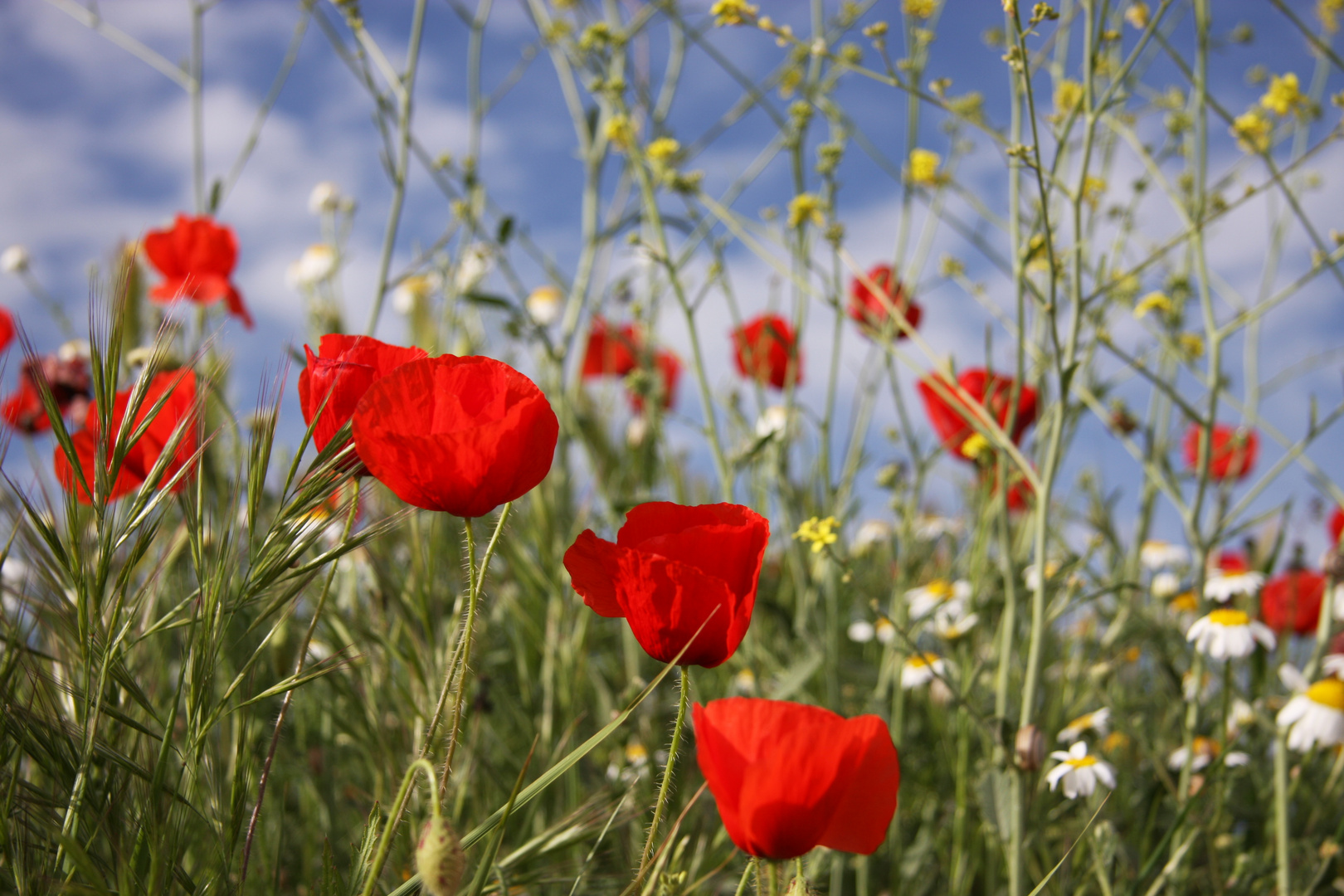 AMAPOLAS