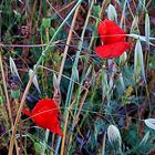 Amapolas como Mariposas