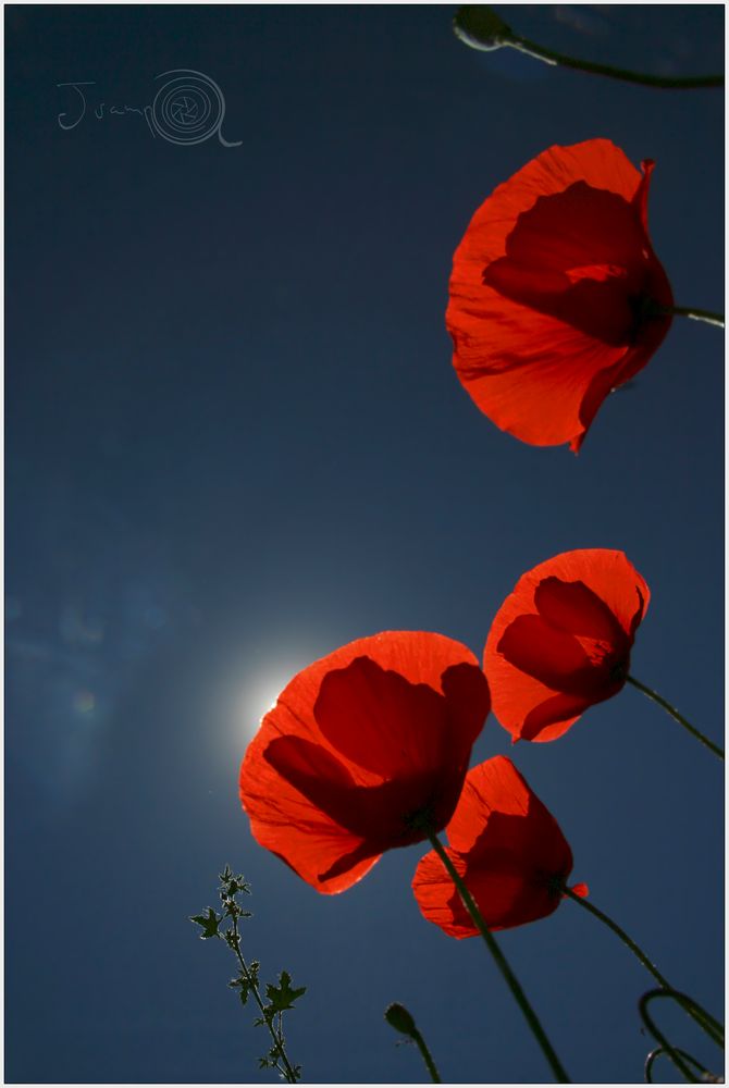 Amapolas