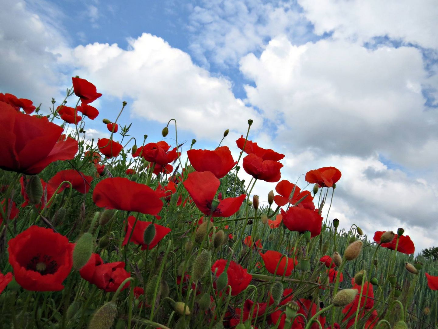 amapolas