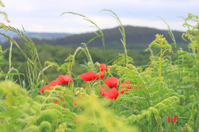 Amapolas