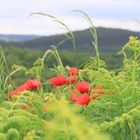 Amapolas