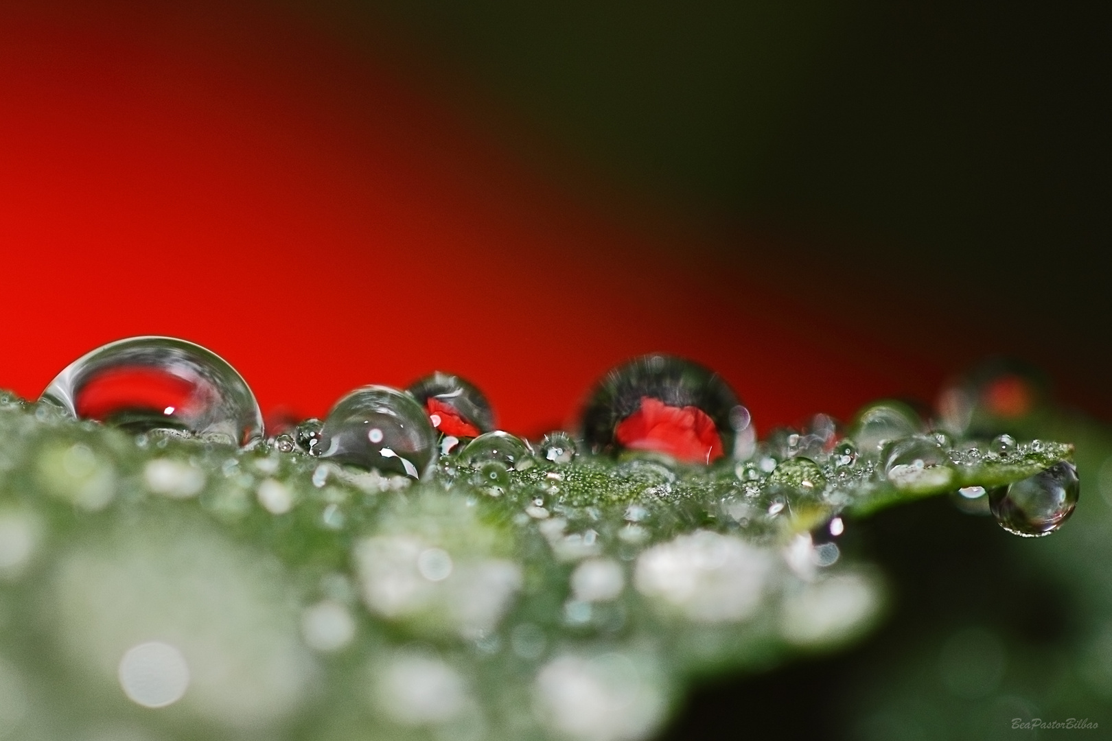 AMAPOLAS DE CRISTAL