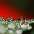 AMAPOLAS DE CRISTAL